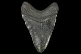 Fossil Megalodon Tooth - Georgia #144292-1